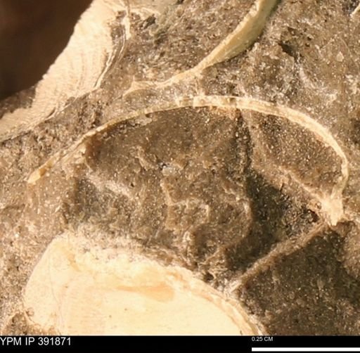 Protocardia sp.