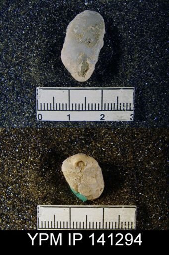 Dielasma sp.