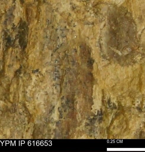 Teredo sp.