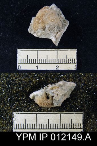Dielasma spatulatum
