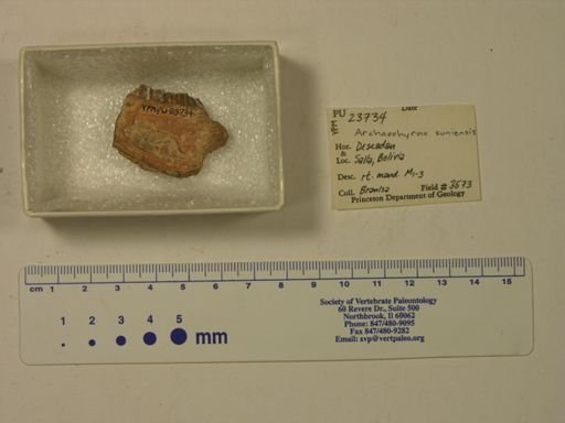 Archaeohyrax suniensis
