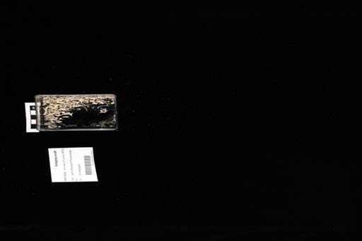 Sceloporus orcutti