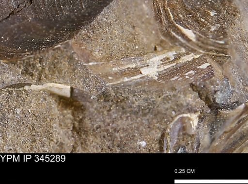 Limopsis striatopunctatus