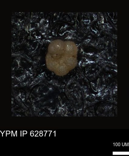 undet. Foraminiferida