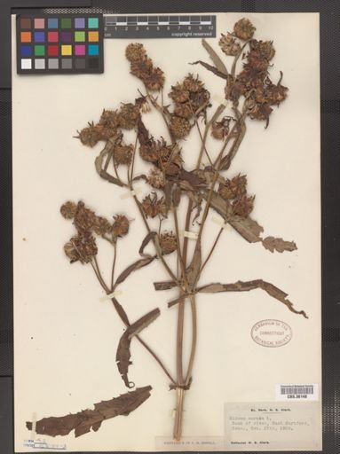Plantae