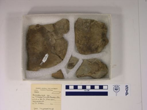Anchisauripus sp.