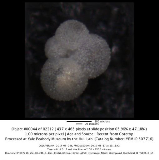 undet. Foraminiferida