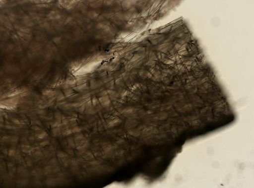 Melophlus sarasinorum