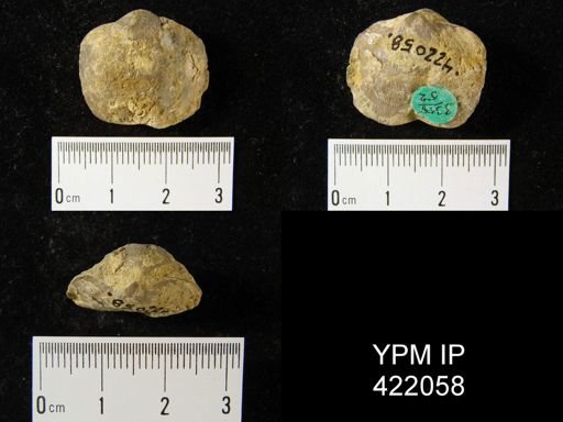 Schizophoria impressa