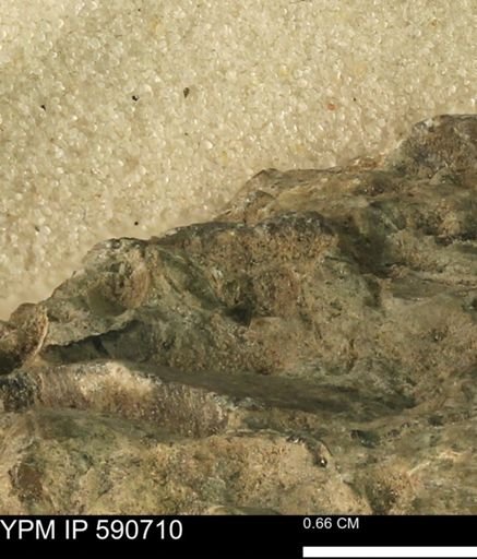 undet. Bivalvia