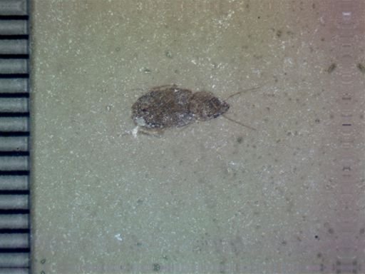 undet. Coleoptera