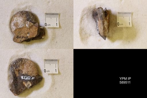 undet. Scaphitidae