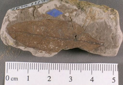 Andromeda latifolia