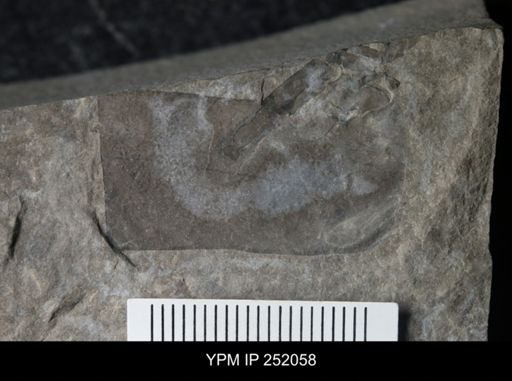 Eurypterus sp.