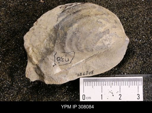 Inoceramus sp.