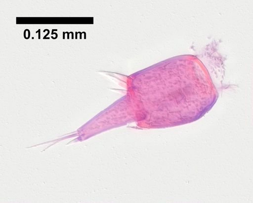 Hyalella