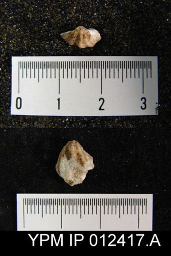 Elivina sulcifer