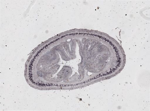 Lineus viridis