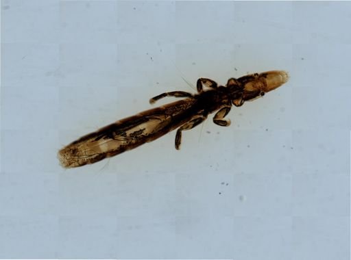 Columbicola columbae