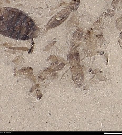 undet. Staphylinidae
