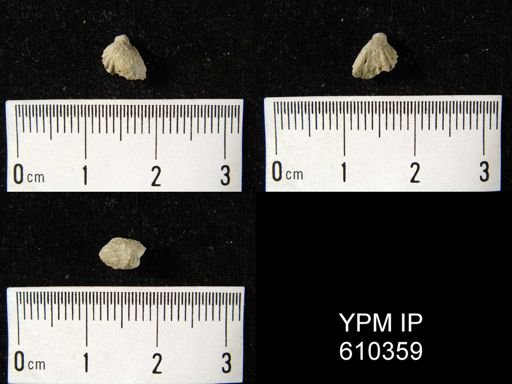 Camarotoechia?