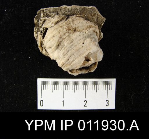 Richthofenia permiana