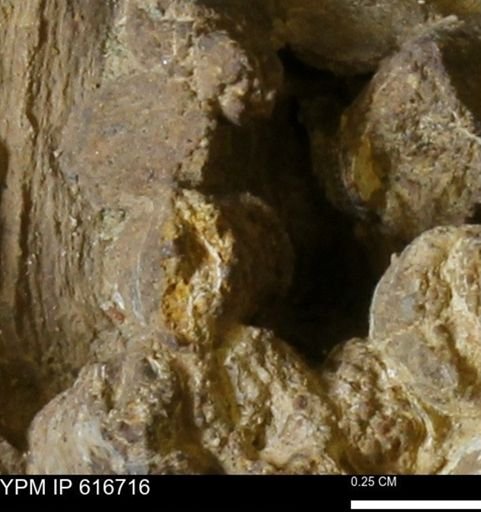 Teredo sp.