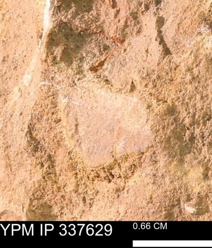 undet. Mollusca