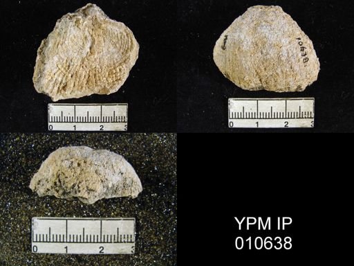Productus inca