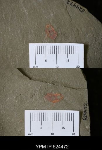Chauvelicystis?