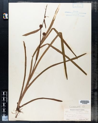 Sparganium americanum