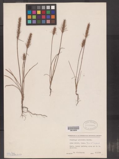 Plantago aristata