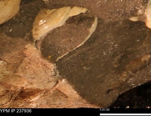 Limopsis striatopunctatus