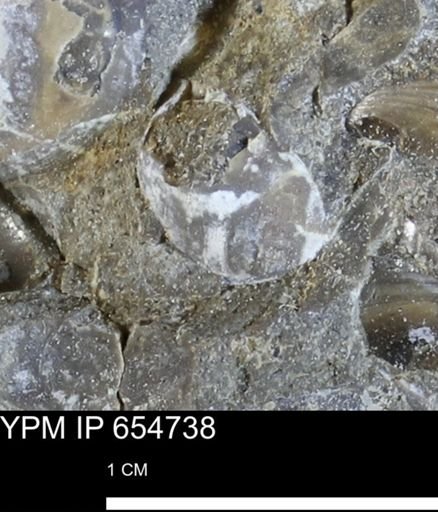 undet. Bivalvia