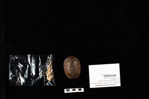 Kinosternon subrubrum hippocrepis