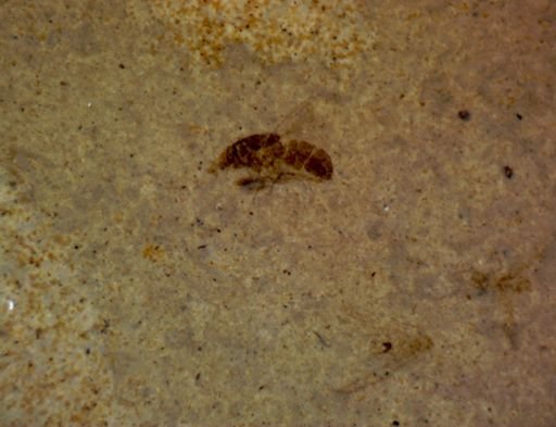 Diptera?