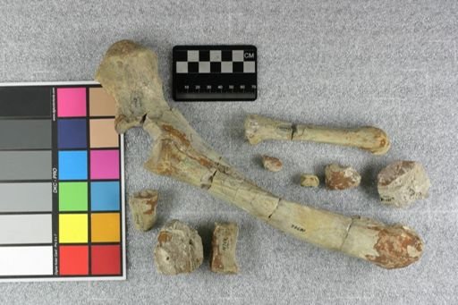 Entelodon sp.