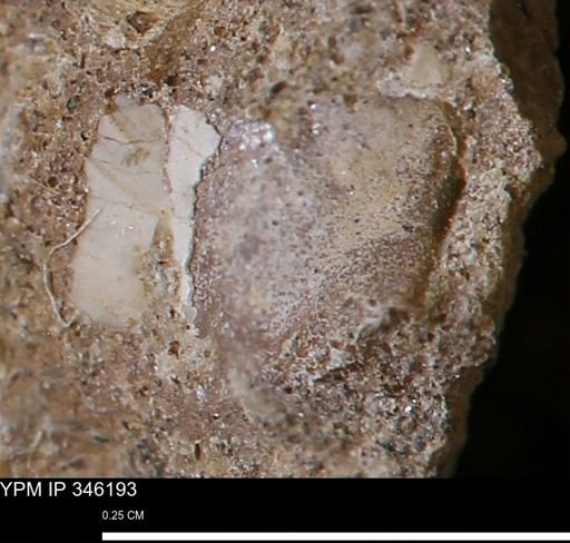 undet. Mollusca