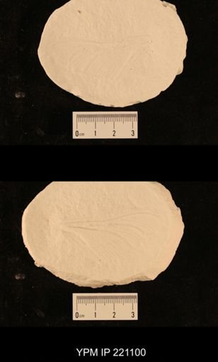 Mcluckiepteron luciae