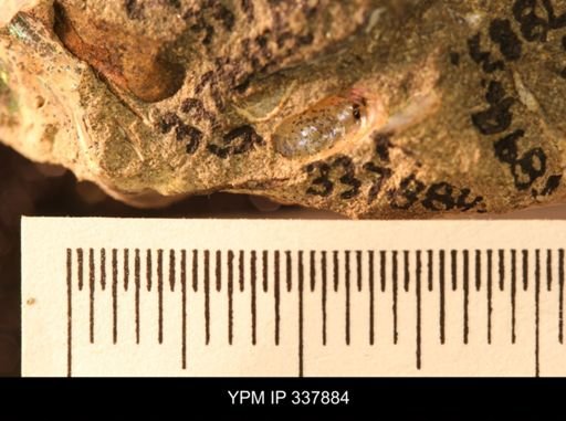 undet. Scaphitidae