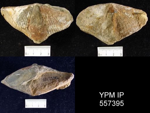 Pseudosyrinx gigas?