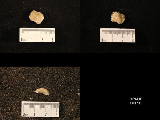 Marginifera splendens
