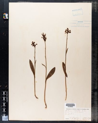 Habenaria tridentata