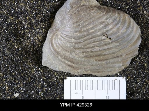 Grammysioidea arcuata