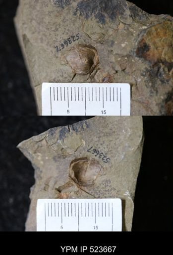 undet. Bellerophontoidea