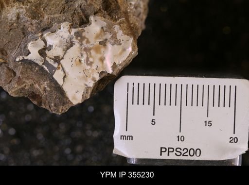 Hoploscaphites sp.