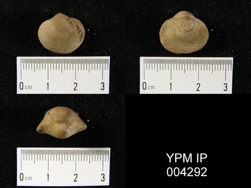 Schizophoria sp.