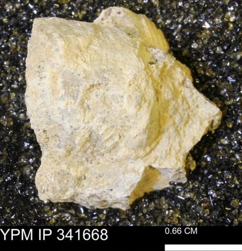Scaphites sp.