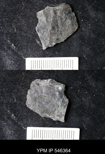 undet. Eurypterida