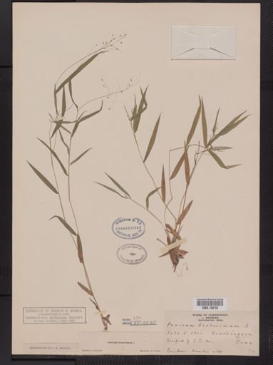 Panicum dichotomum